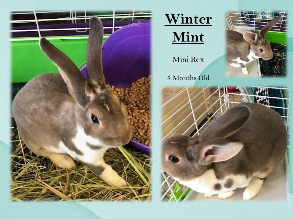 Winter Mint detail page