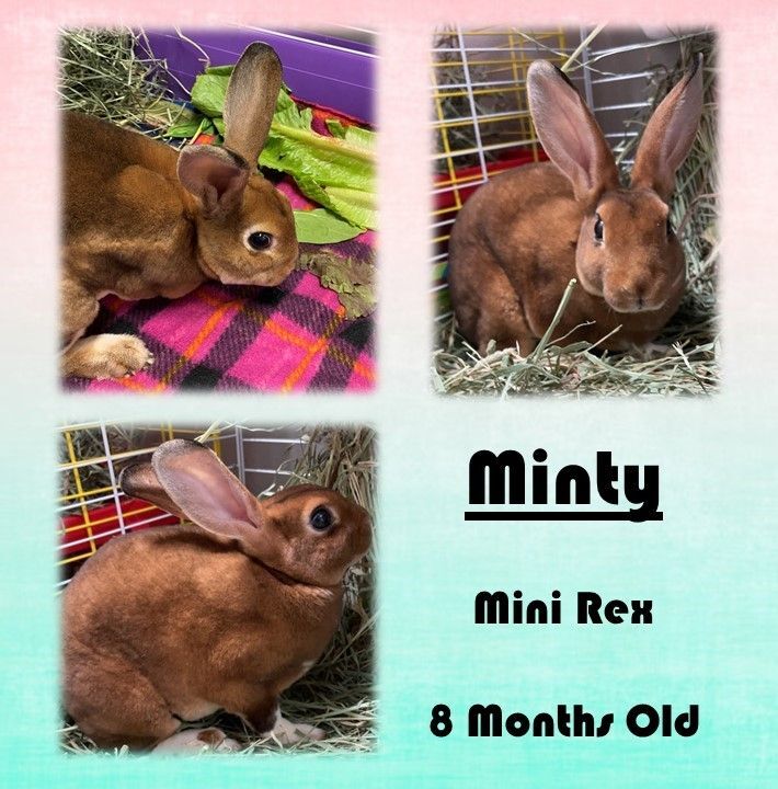 Minty 1