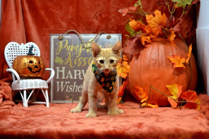 Hunk, an adopted Tabby in Sevierville, TN_image-2