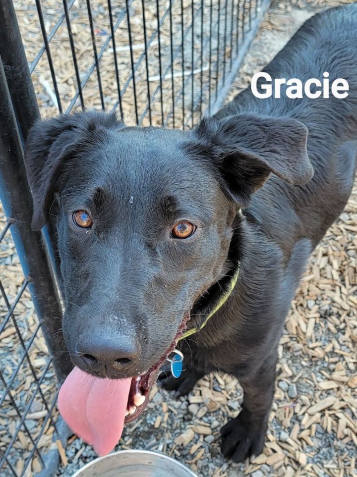 Gracie, an adoptable Labrador Retriever Mix in Madras, OR_image-1