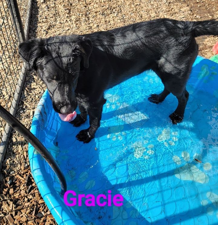 Gracie, an adoptable Labrador Retriever Mix in Madras, OR_image-4