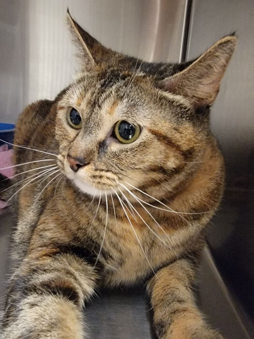 Blanche, an adoptable Torbie, Dilute Tortoiseshell in Blue Springs, MO, 64015 | Photo Image 2