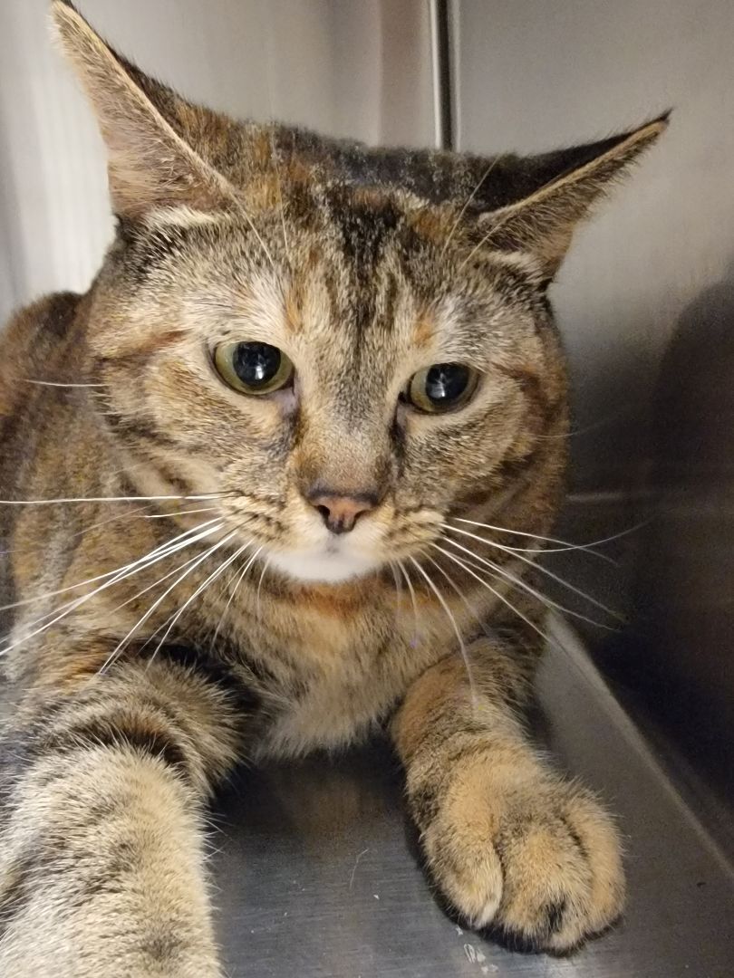 Blanche, an adoptable Torbie, Dilute Tortoiseshell in Blue Springs, MO, 64015 | Photo Image 3