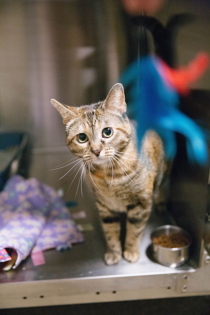 Blanche, an adoptable Torbie, Dilute Tortoiseshell in Blue Springs, MO, 64015 | Photo Image 4