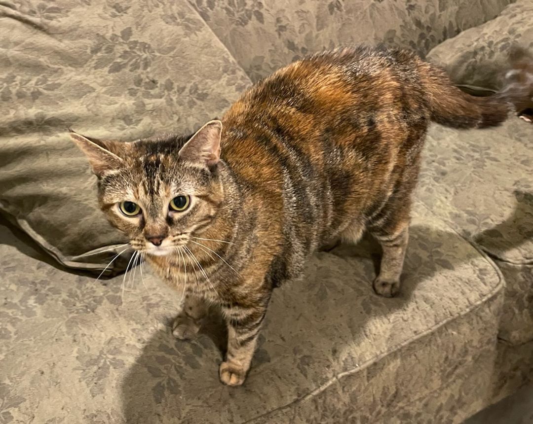 Blanche, an adoptable Torbie, Dilute Tortoiseshell in Blue Springs, MO, 64015 | Photo Image 1