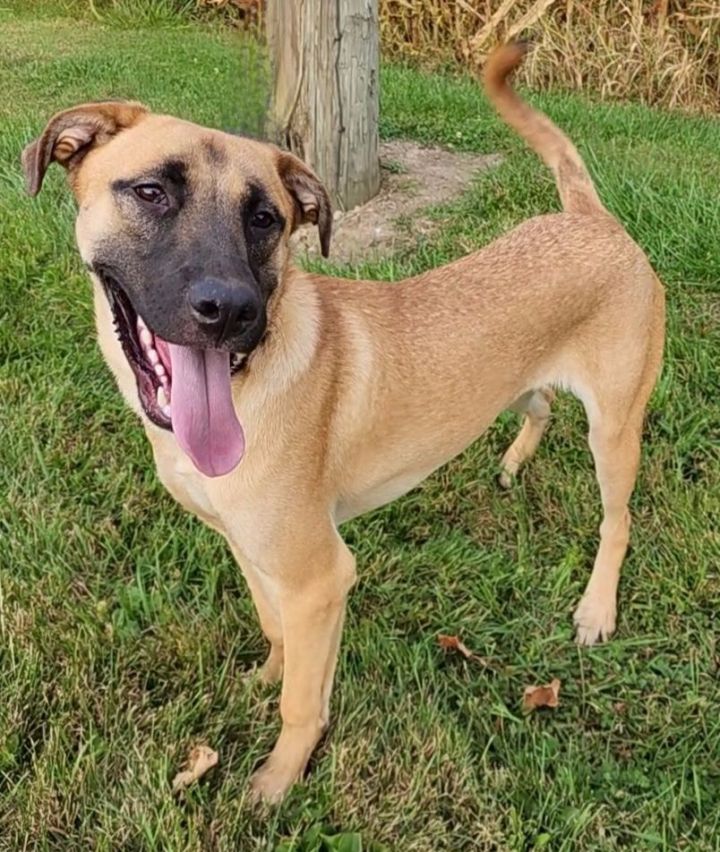 Dog for adoption - Avalanche , a Black Mouth Cur & German Shepherd Dog ...