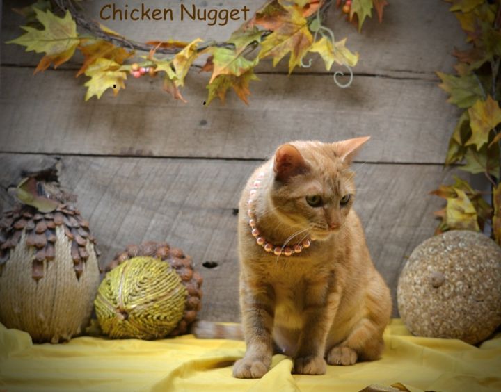 Chicken Nugget, an adoptable Domestic Short Hair in Sevierville, TN_image-1