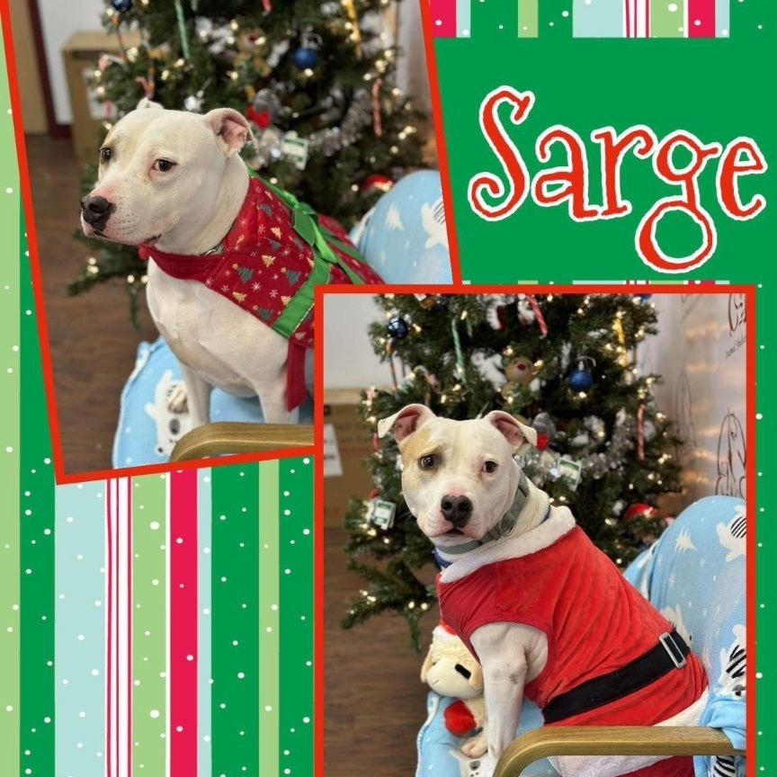Sarge, an adoptable Pit Bull Terrier in Howes Cave, NY, 12092 | Photo Image 1