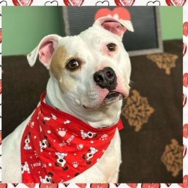 Sarge, an adoptable Pit Bull Terrier in Howes Cave, NY, 12092 | Photo Image 4