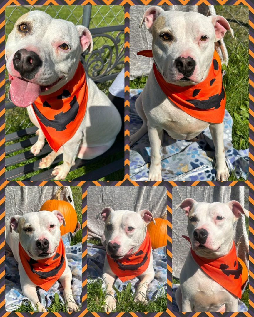 Sarge, an adoptable Pit Bull Terrier in Howes Cave, NY, 12092 | Photo Image 5