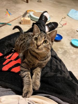 Jujubee has been with a foster since August 2022 when she was just a little kitten So she has been