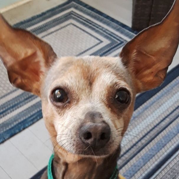 Copper, an adoptable Chihuahua in Savannah, GA_image-2