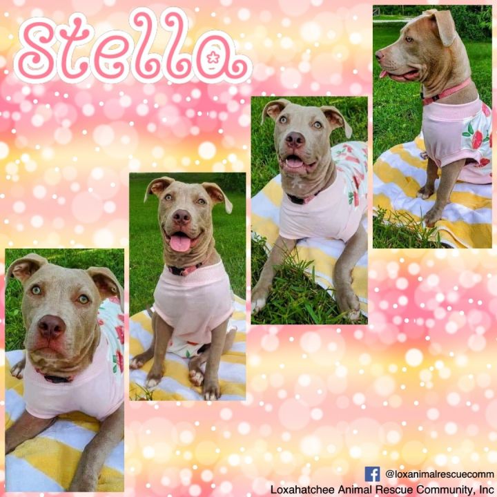 Stella, an adoptable Pit Bull Terrier & American Staffordshire Terrier Mix in Loxahatchee, FL_image-5