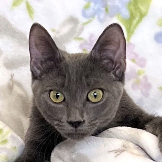 Cat for adoption - Blueberry, a Domestic Short Hair in St. Louis, MO ...