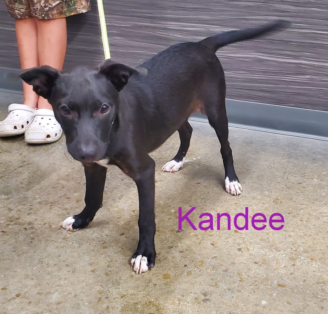 Kandee