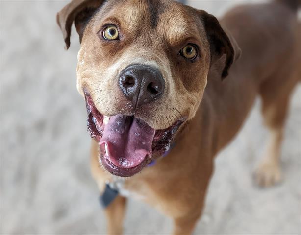 CHASE, an adoptable Pit Bull Terrier, Mixed Breed in Tucson, AZ, 85745 | Photo Image 1