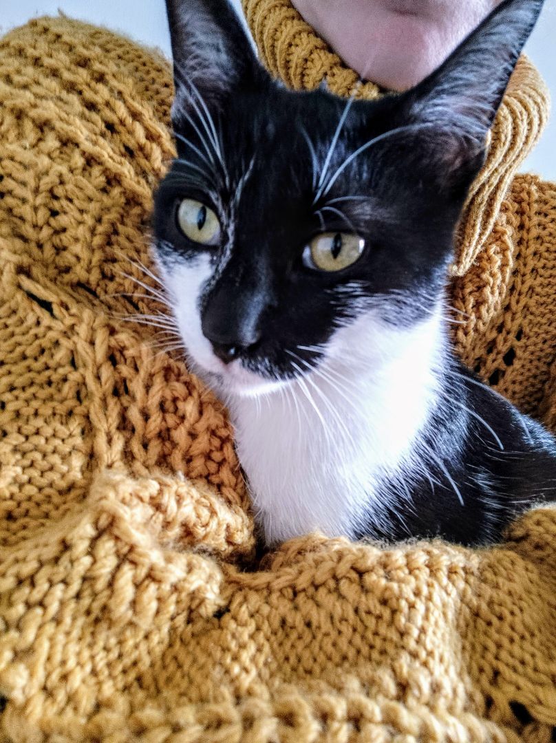 Pip, an adoptable Domestic Short Hair in Chicago, IL, 60625 | Photo Image 1