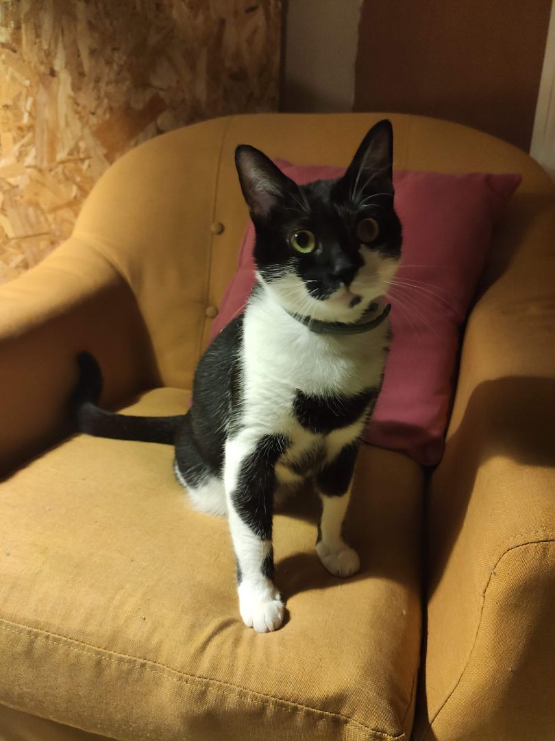 Pip, an adoptable Domestic Short Hair in Chicago, IL, 60625 | Photo Image 3