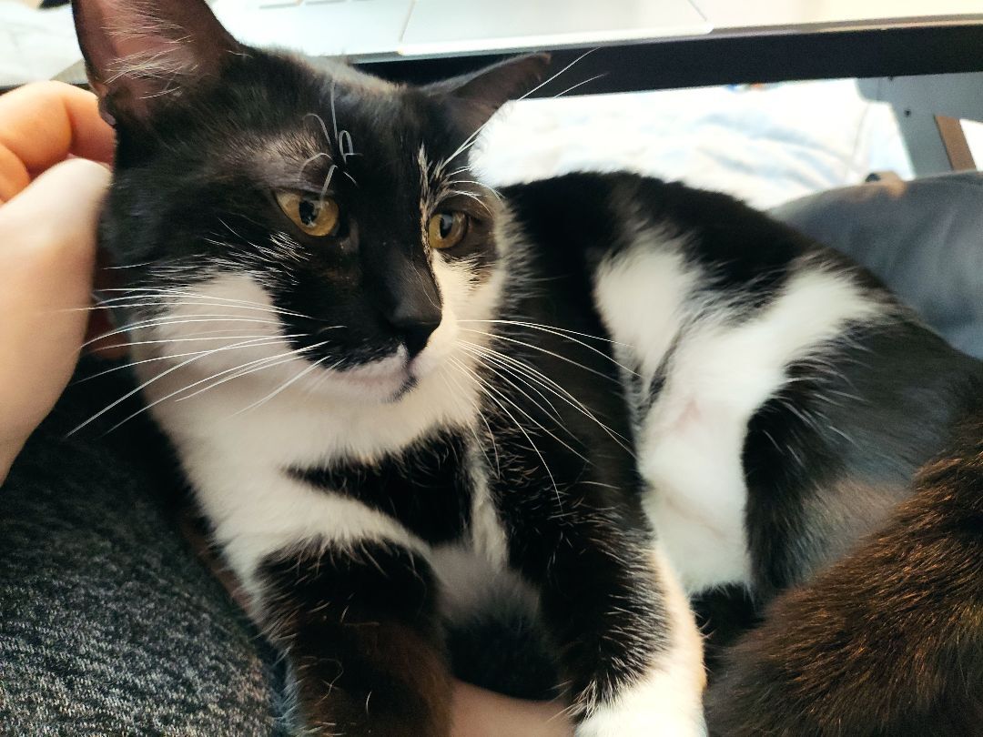 Pip, an adoptable Domestic Short Hair in Chicago, IL, 60625 | Photo Image 5