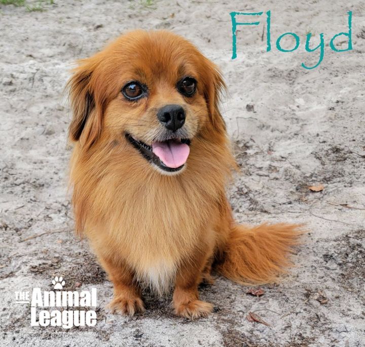 Floyd, an adoptable Pekingese & Dachshund Mix in Clermont, FL_image-3