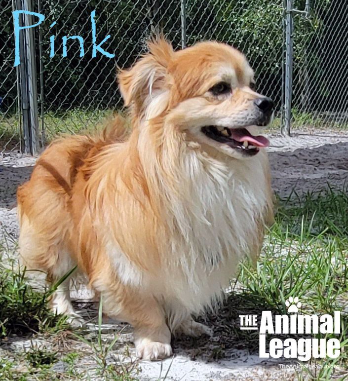 Pink, an adoptable Pekingese & Dachshund Mix in Clermont, FL_image-2