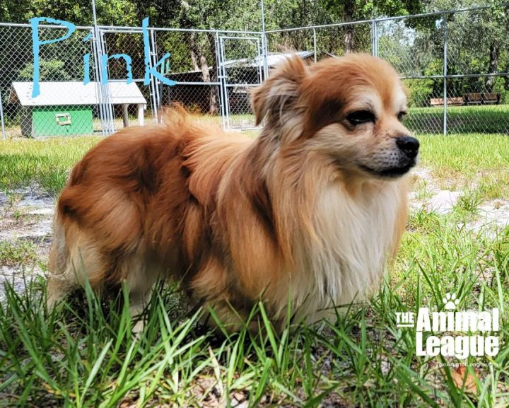 Pink, an adoptable Pekingese & Dachshund Mix in Clermont, FL_image-4