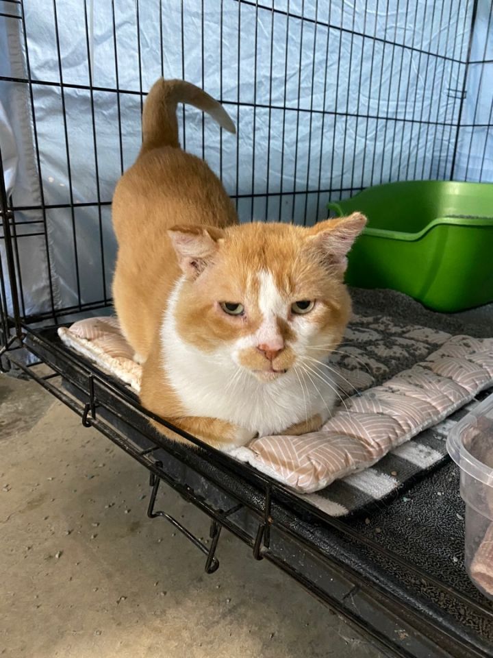 Cat for adoption Will, a Domestic Short Hair in Grand Rapids, MI