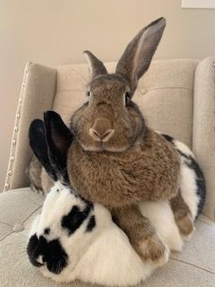 Checkered giant best sale rabbit price