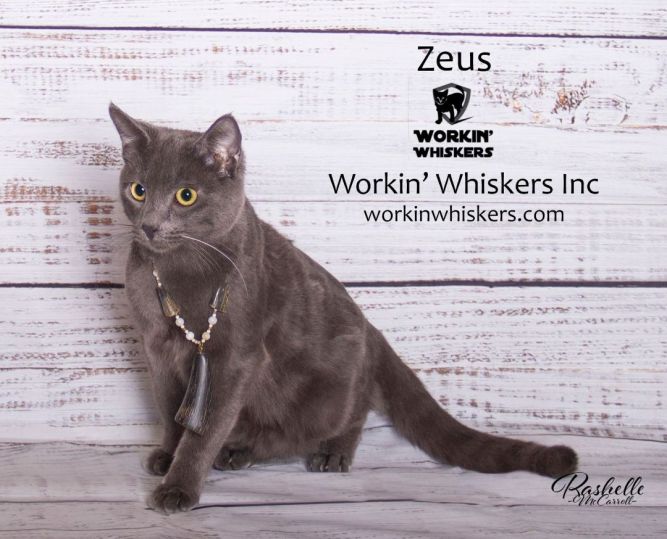 ZEUS