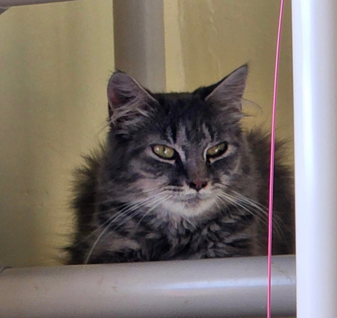 Amy, an adoptable Domestic Long Hair in Little Falls, NY, 13365 | Photo Image 3