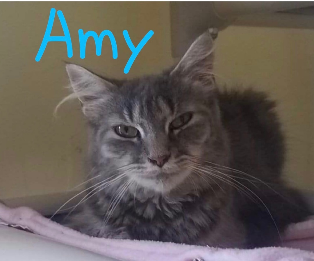 Amy, an adoptable Domestic Long Hair in Little Falls, NY, 13365 | Photo Image 1