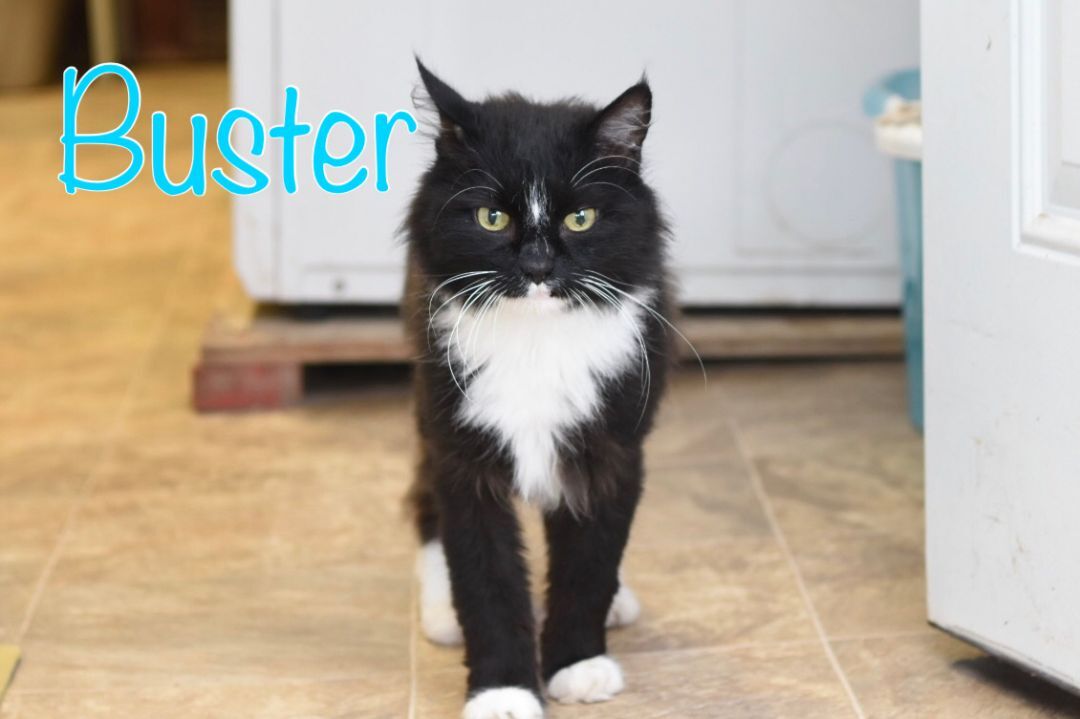 Buster, an adoptable Domestic Long Hair in Little Falls, NY, 13365 | Photo Image 1
