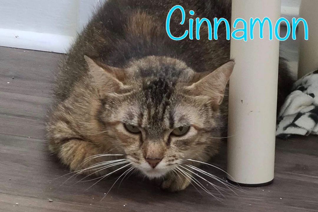 Cinnamon, an adoptable Domestic Short Hair in Little Falls, NY, 13365 | Photo Image 2