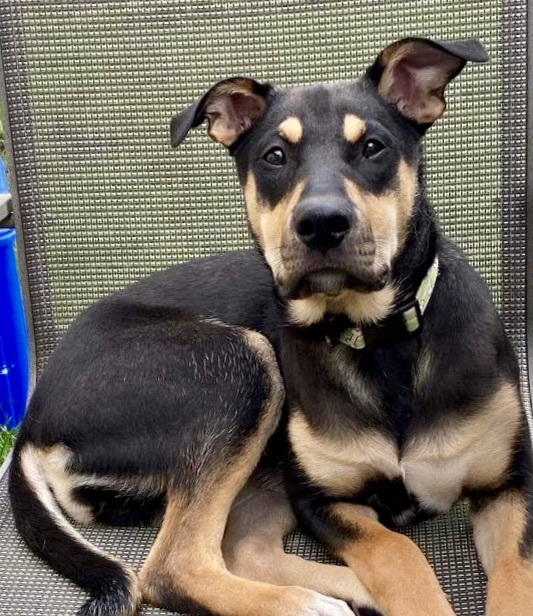 Husky and store shepherd mix puppies