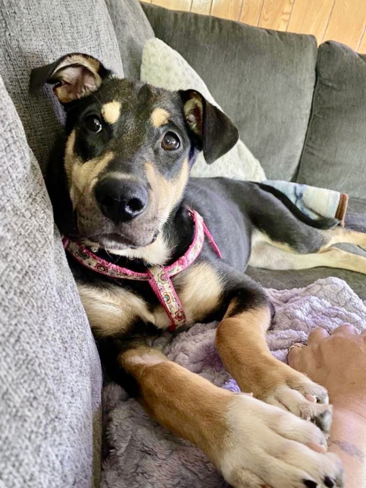 Husky and best sale shepherd mix puppies