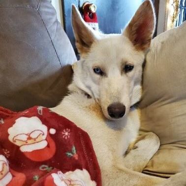 Snow, an adopted Siberian Husky in Cape Coral, FL_image-6