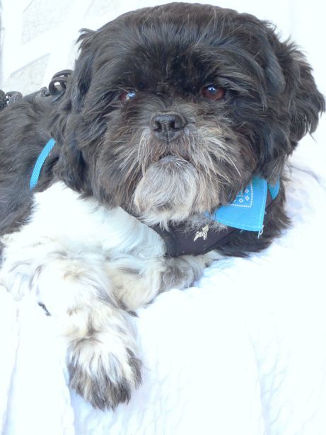 Shih best sale tzu petfinder