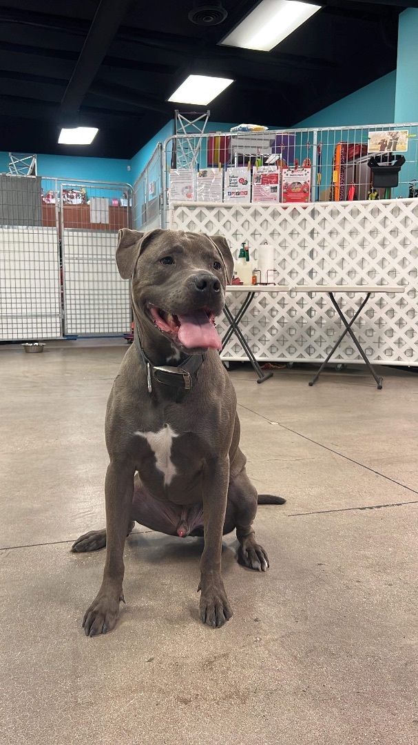 ALEX, an adoptable American Bulldog in Las Vegas, NV, 89147 | Photo Image 1