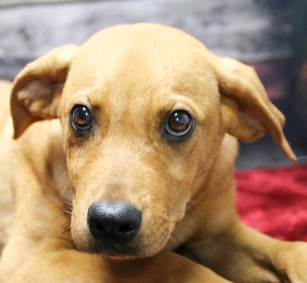 Carmel -- The Lab Mix Litter