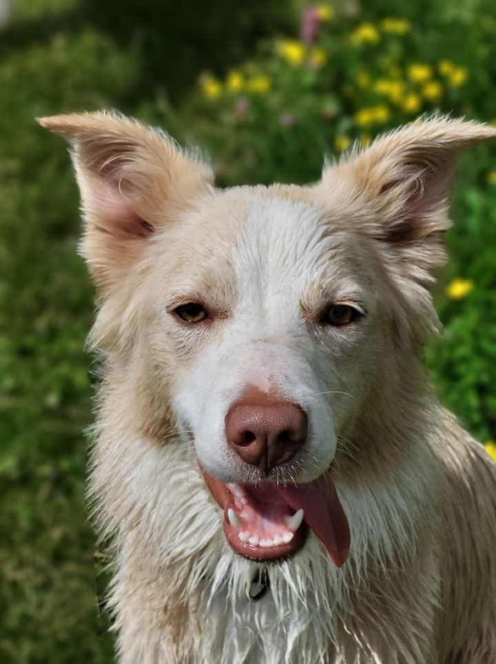 are female border collies territorial