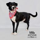MILLS's profile on Petfinder.com
