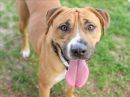 DAVIS's profile on Petfinder.com