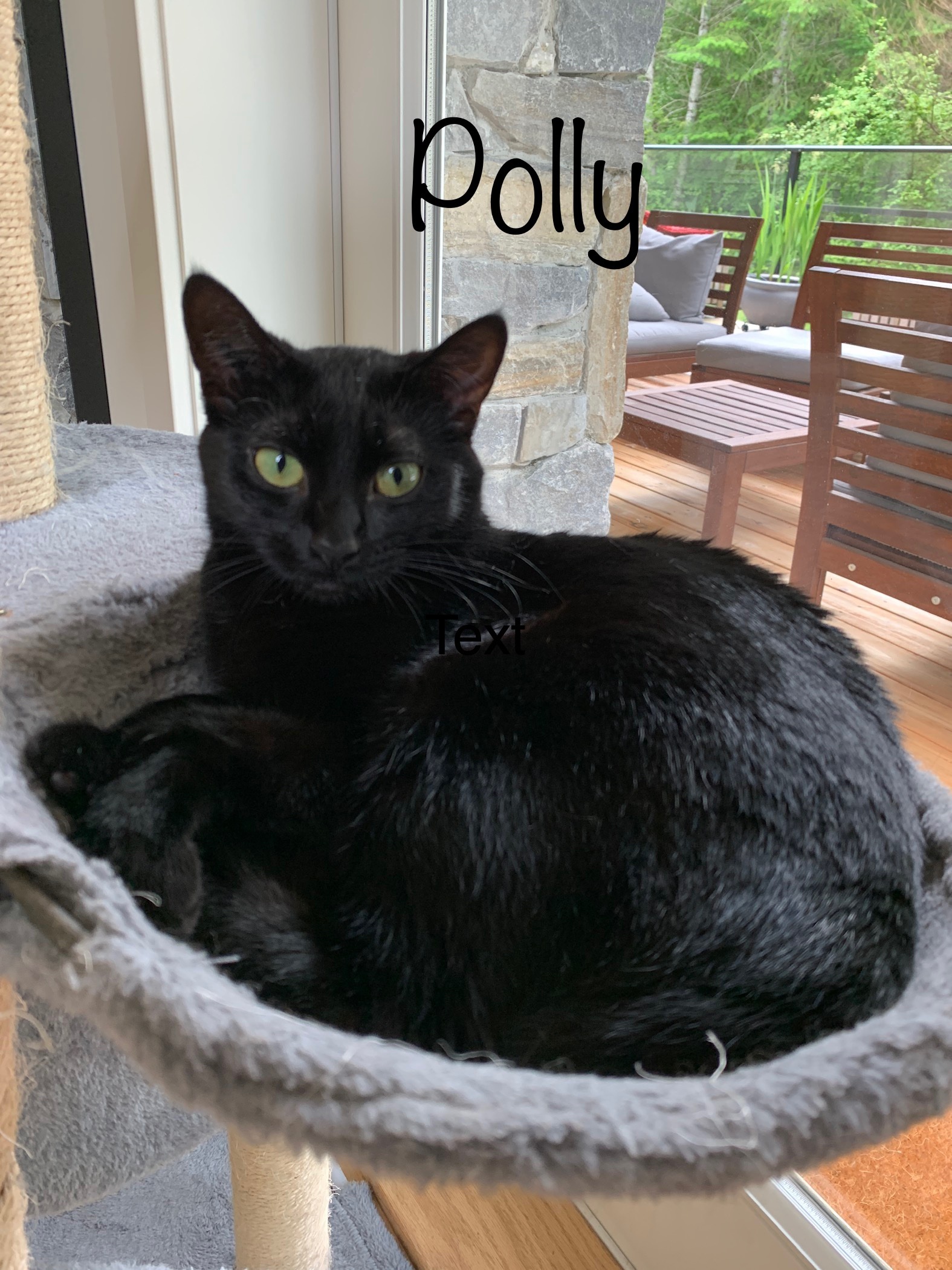 Polly, an adoptable Domestic Short Hair in Cobble Hill , BC, V0R 1L0 | Photo Image 1