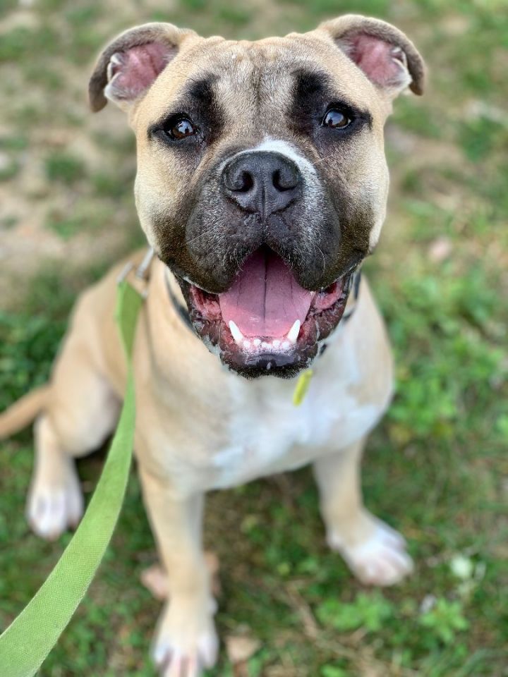 pug mixed with boxer