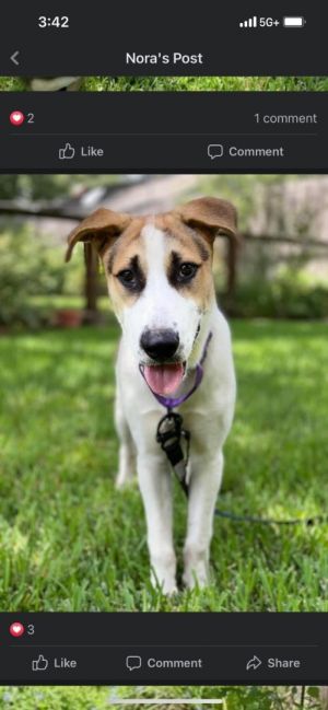 Pancake (just a happy guy! & loves water!) (Adoption event Sunday October 9th from 1-4 at the Pet Supplies Plus at 5348 Dixie Highway, Waterford)
