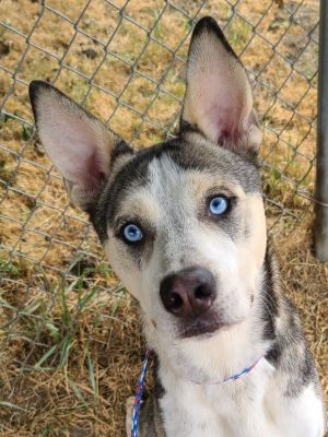 Dog For Adoption Rocky A Husky Australian Cattle Dog Blue Heeler Mix In Longview Wa Petfinder