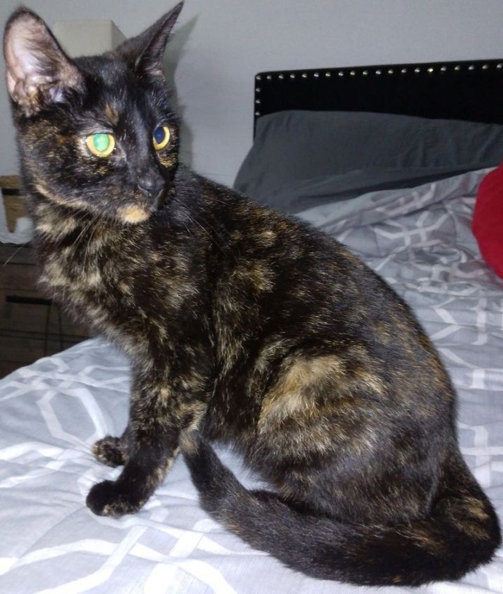 Cat for adoption Annie Super sweet girl! (WA011245), a