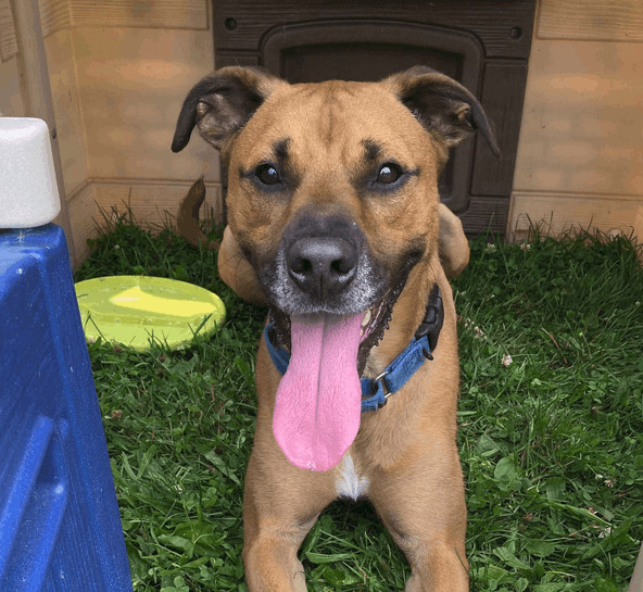 Bo, an adoptable Black Mouth Cur in Olean, NY, 14760 | Photo Image 1
