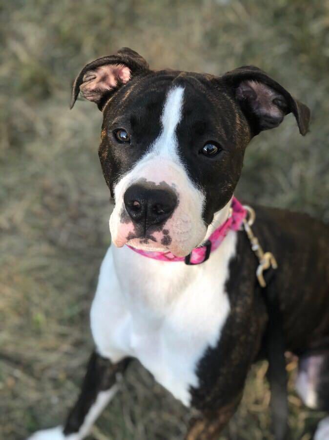 can a whippet and a boxer be friends