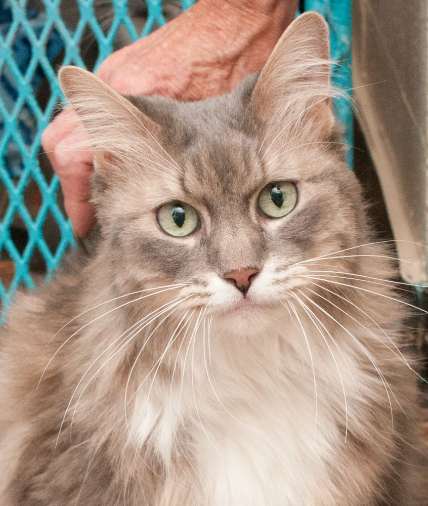 Elsie, an adoptable Tabby in Westminster, CO, 80031 | Photo Image 1